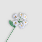 Vergeet-me-nietje wit