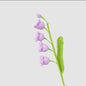 Campanula