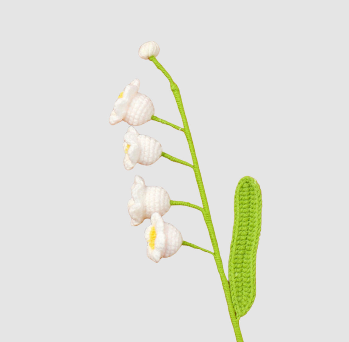 Campanula